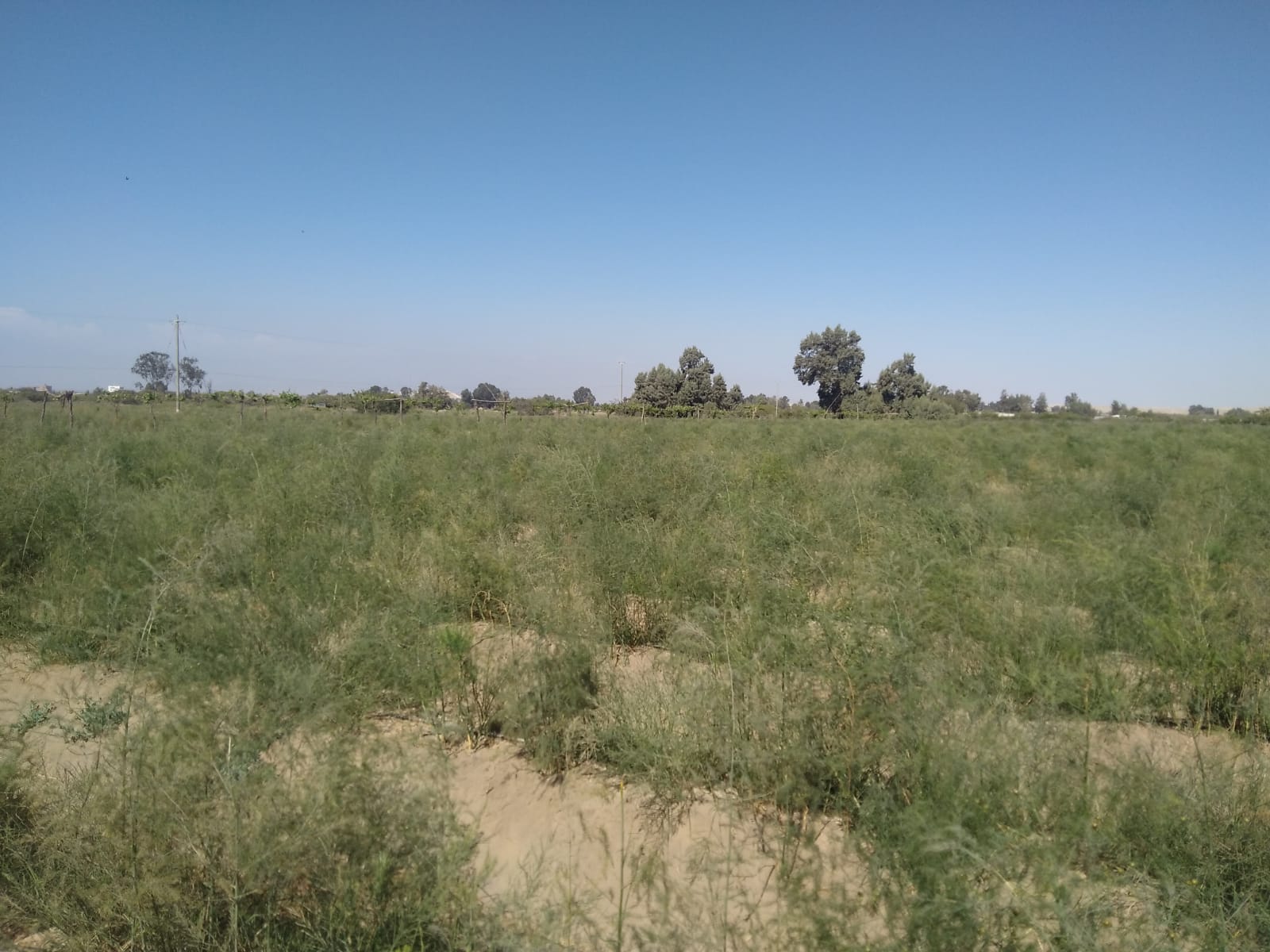 Terreno en venta de 12 HAS en san Andrés - Pisco