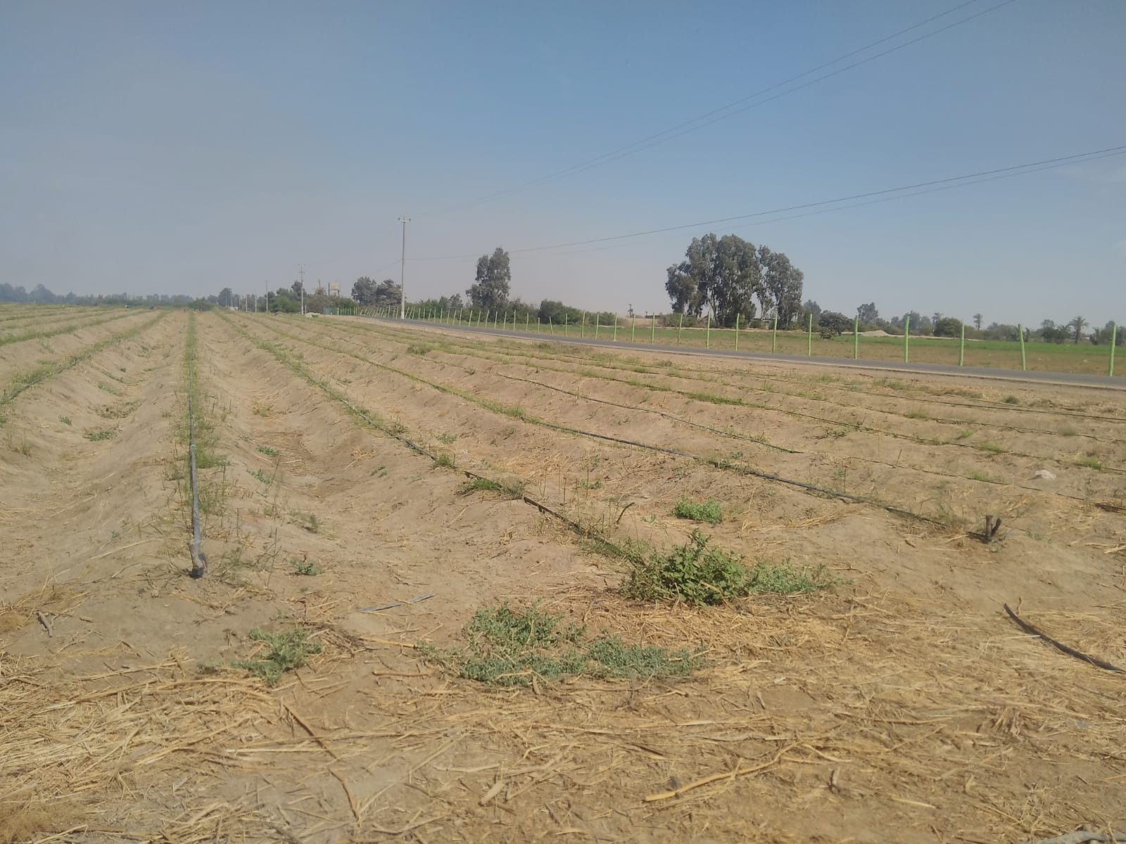 Terreno en venta de 12 HAS en san Andrés - Pisco